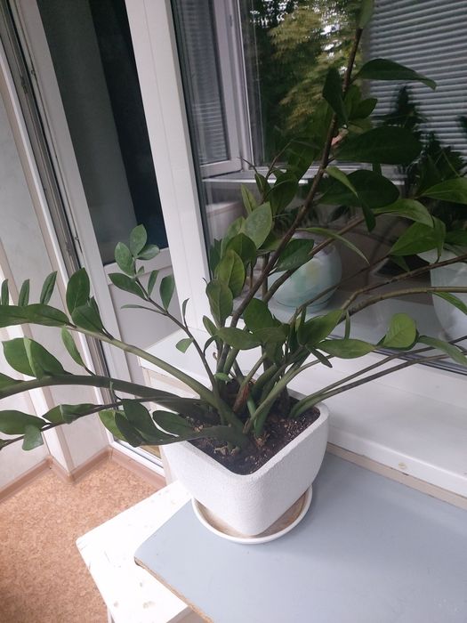 Кімнатні рослини