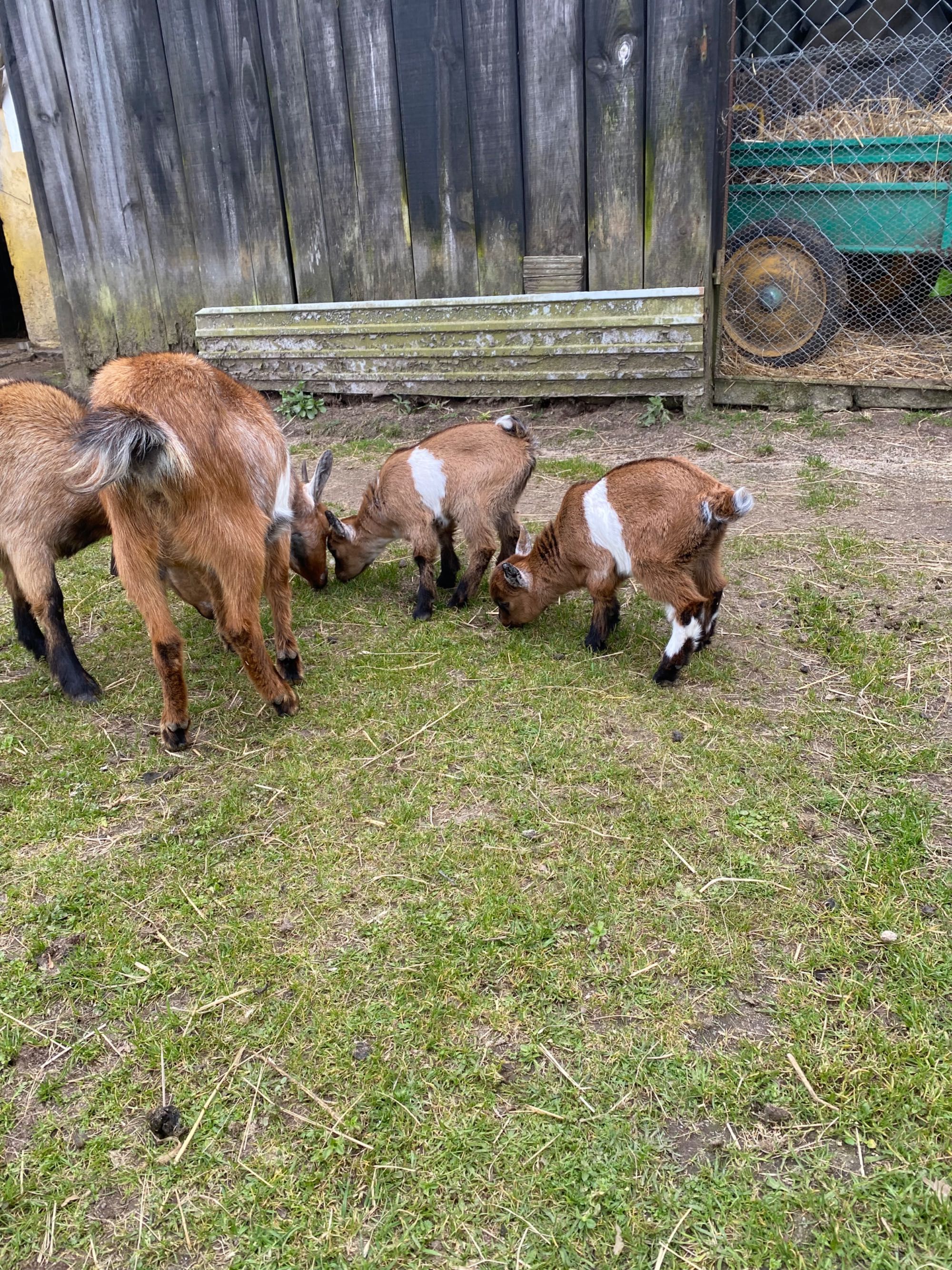Cabras anãs. Machos e fêmeas