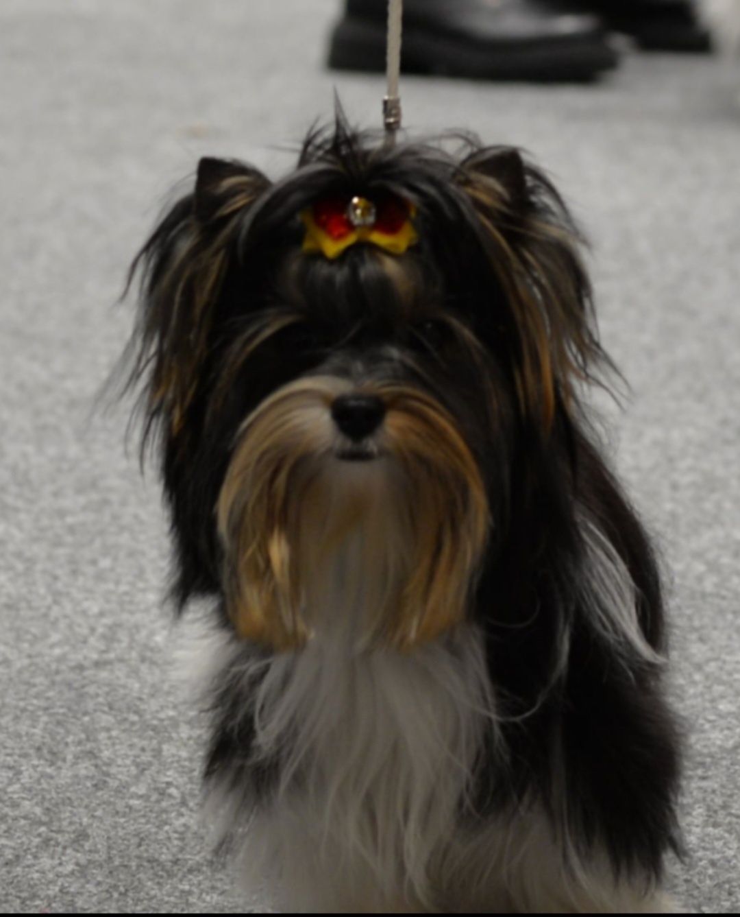 Lalunia  biewer  york  yorkshire terrier