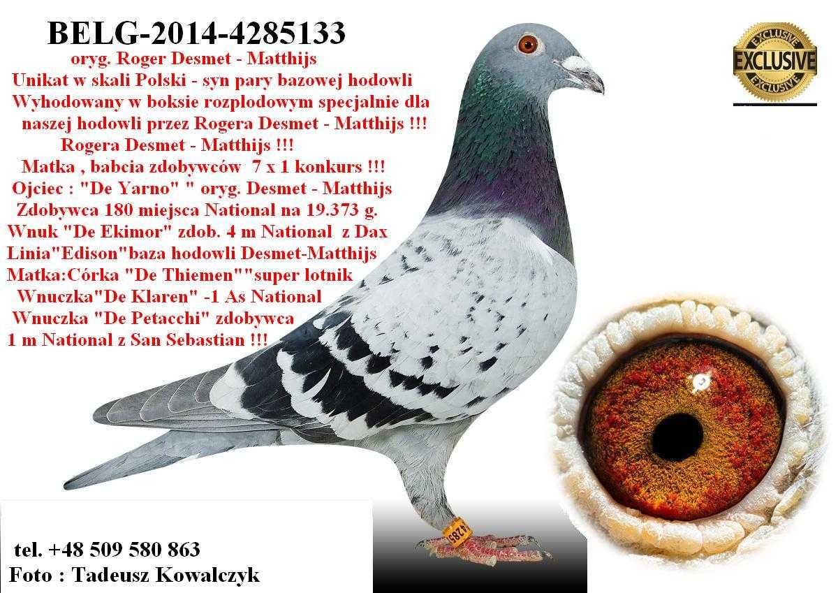Gołębie pocztowe