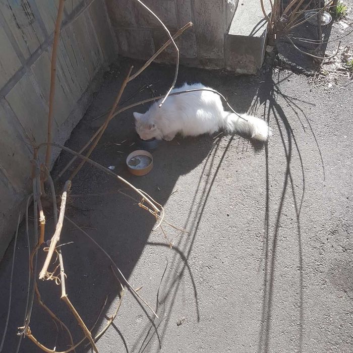 Пропала киця! Васильківська