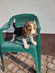 Beagle Tricolor Piesek