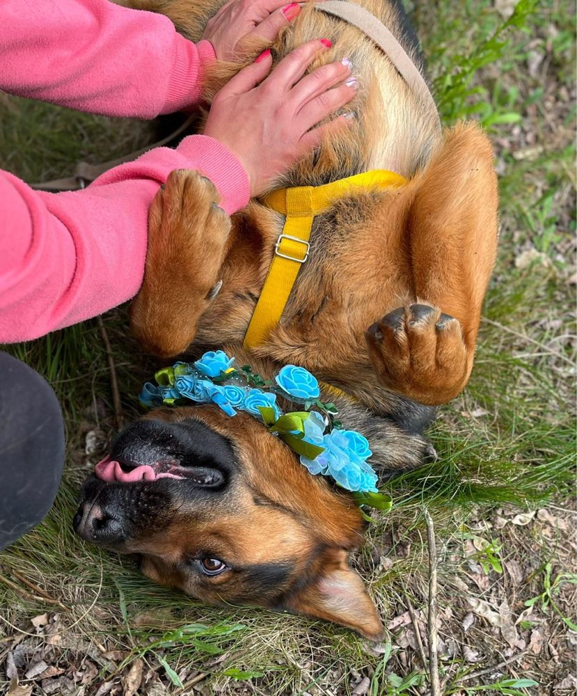 Vito w typie owczarka. Pies ideał do adopcji