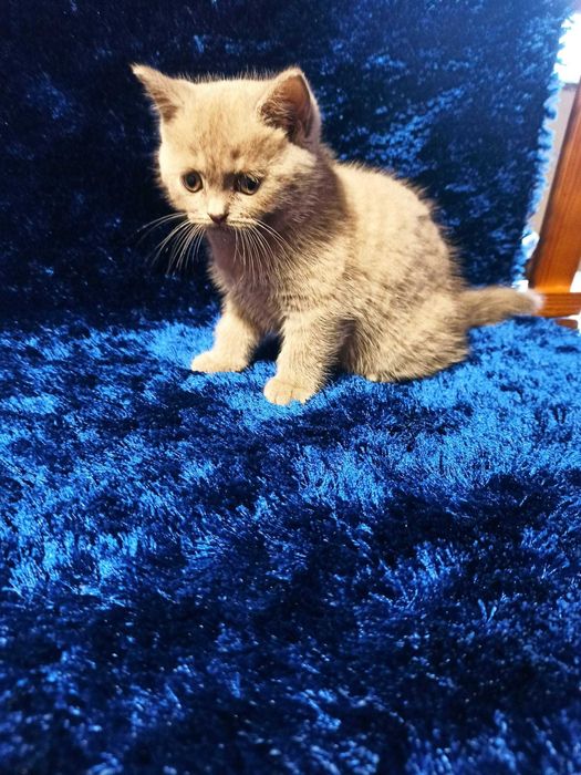 Gatinho Scottish Straight Lilac