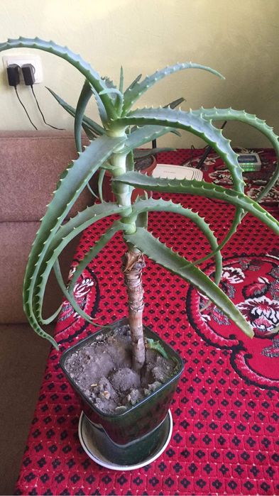 Алоє 5 і 4 роки «Товсте соковите листя»