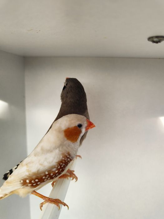 Zeberki papugi faliste tęczowe