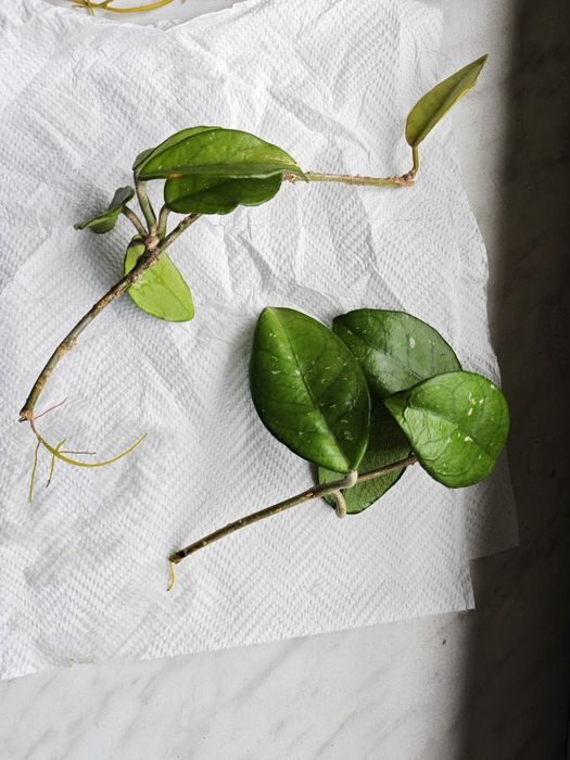 Hoja kwiatek pokojowy