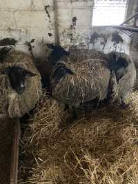 Sprzedam 4 owce czarnogłówka oryginał cena za sztukę 500 zł
