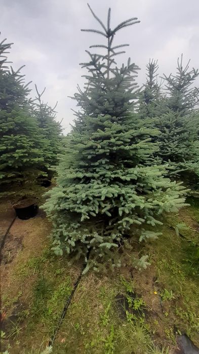Duży  świerk srebrny  kłujący w donicy