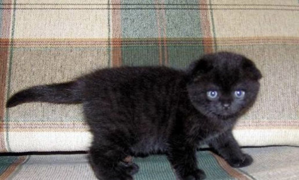 Продам красивых котят