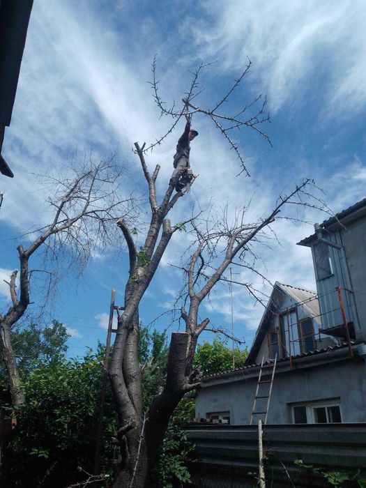 Обрезка и спиливание деревьев профессионально, 100% аккуратно.