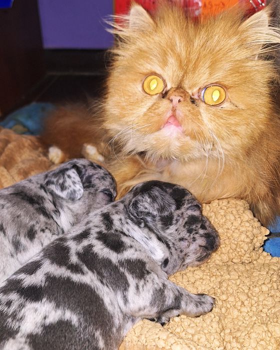 Щенки французского бульдога