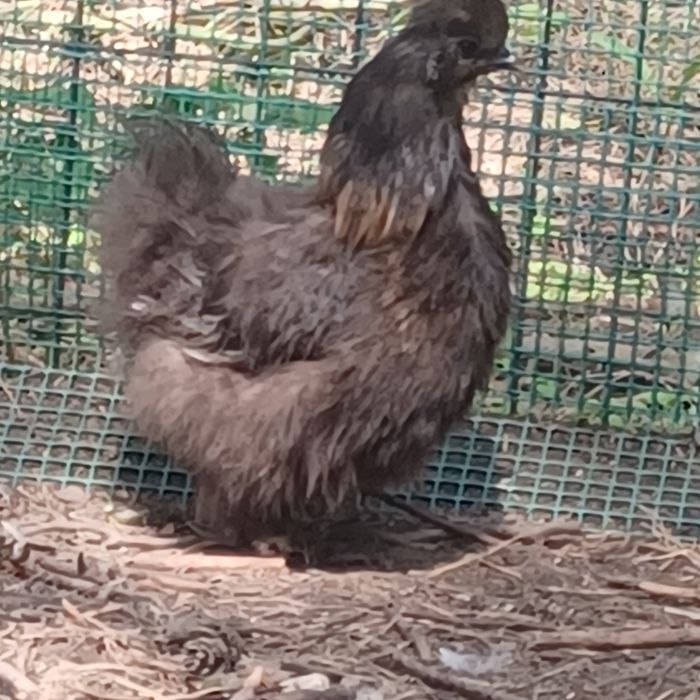 Silki para do zmiany kurnika