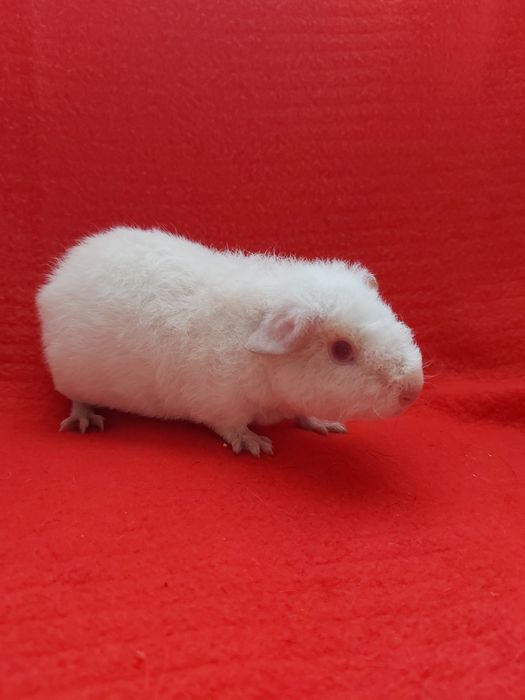 Морська свинка Тедді. Альбінос