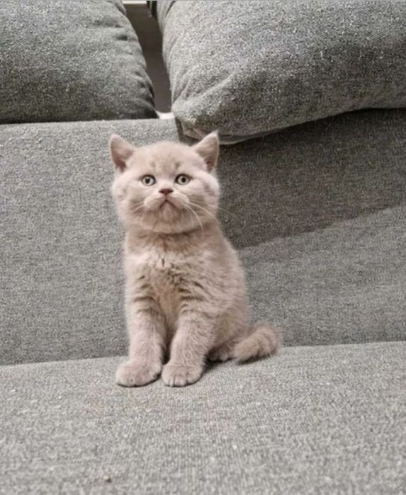 Kotka brytyjska liliowa z 5 cio pokoleniowym rodowodem