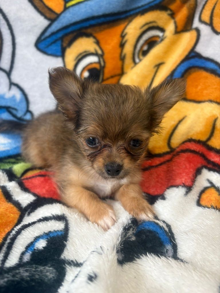 Chihuahua szczeniaczek
