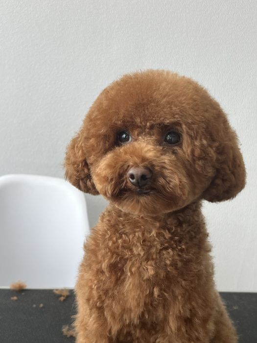 Стрижка собак і котиків