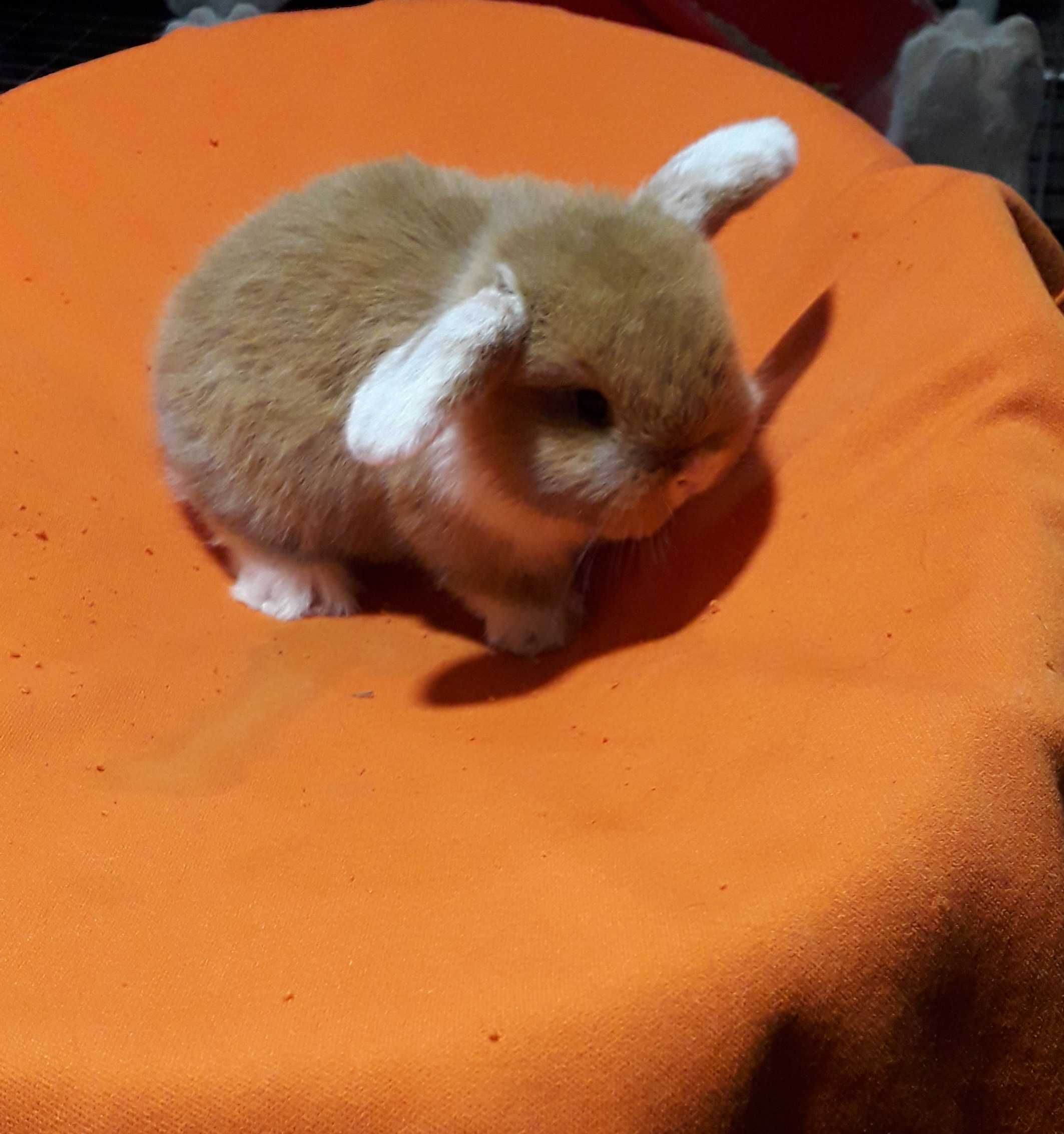 Декоративний висловухий кролик