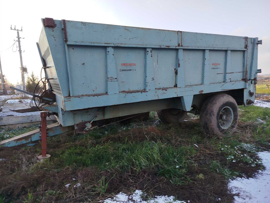 Byczek  Kolorowy mięsny simental