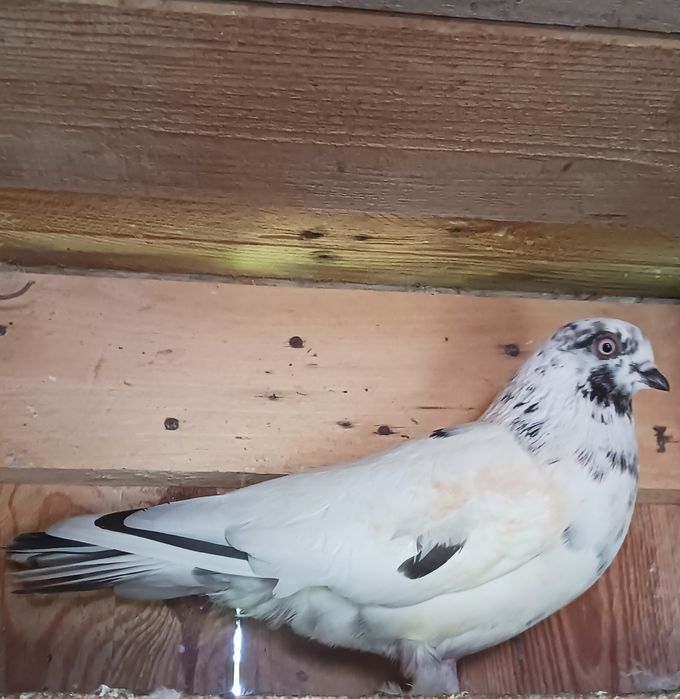 Młode tiplery  budapeszty i  pocztowy