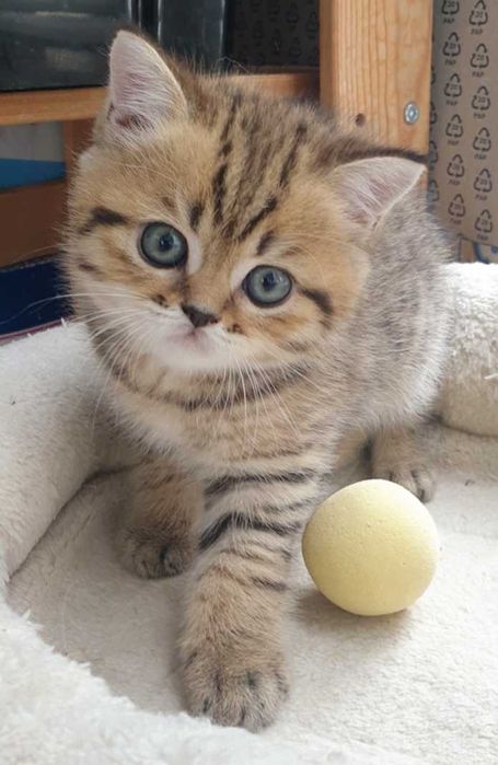 Gatinho scottish straight