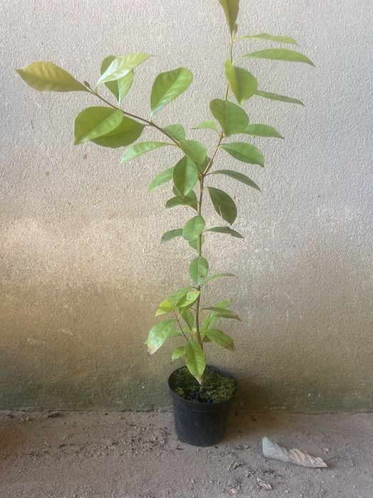 Araça planta.