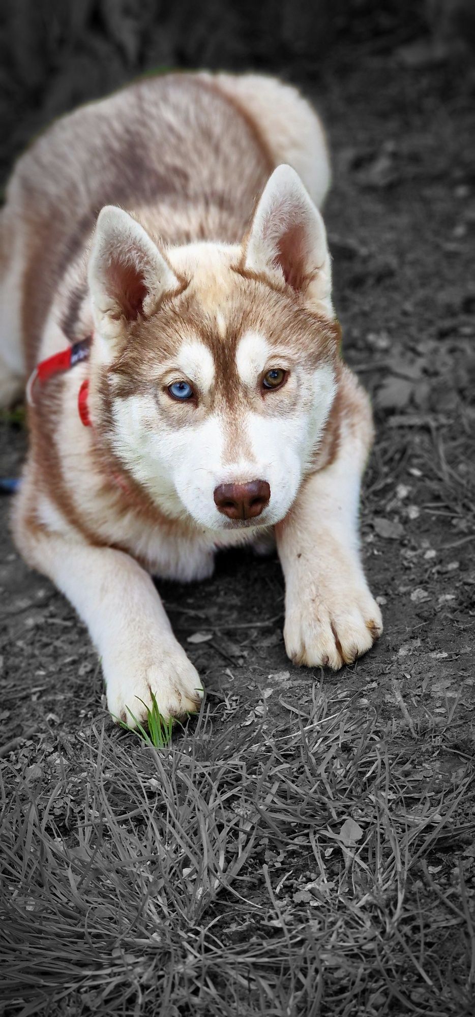 Siberian Husky! Zapraszamy :)