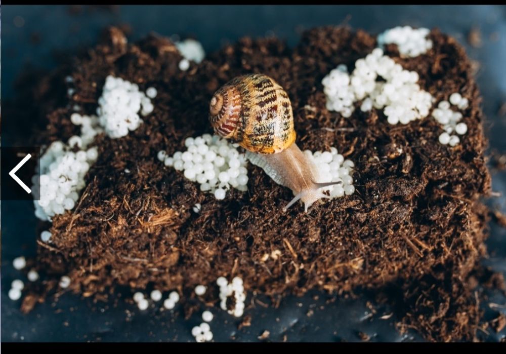 Мальок равлика (ікра) Helix Aspersa Muller та Maxima