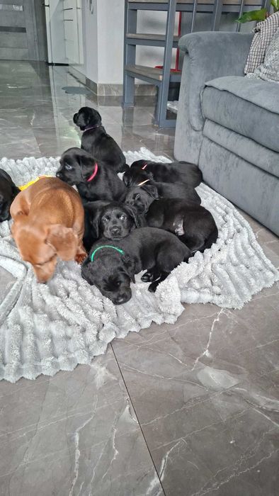 Labradory na sprzedaz