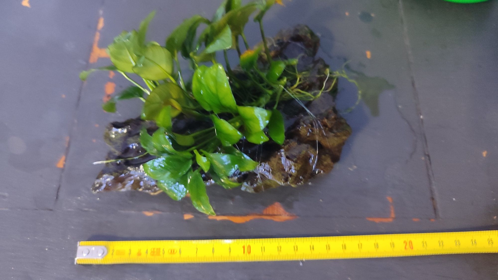 Pedra Dragonstone com Anubias