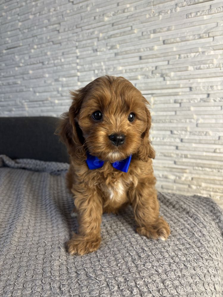 Cavapoo gotowe do odbioru