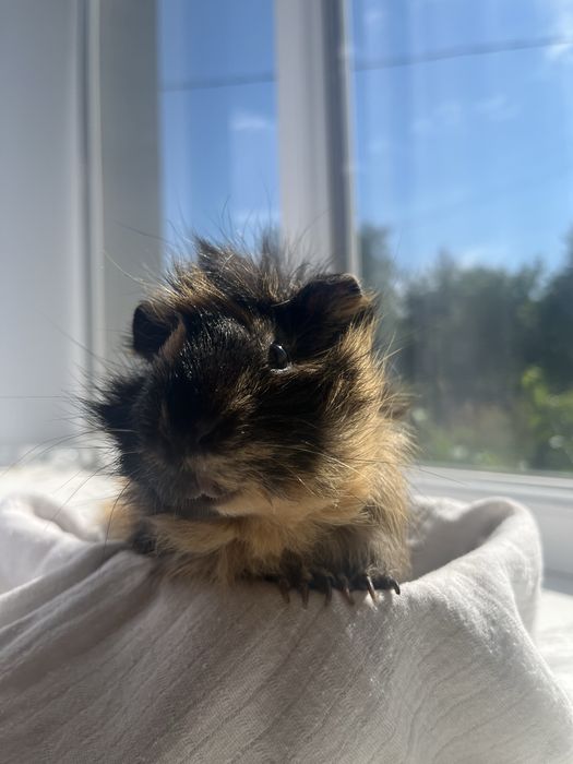 Морська свинка розеточка