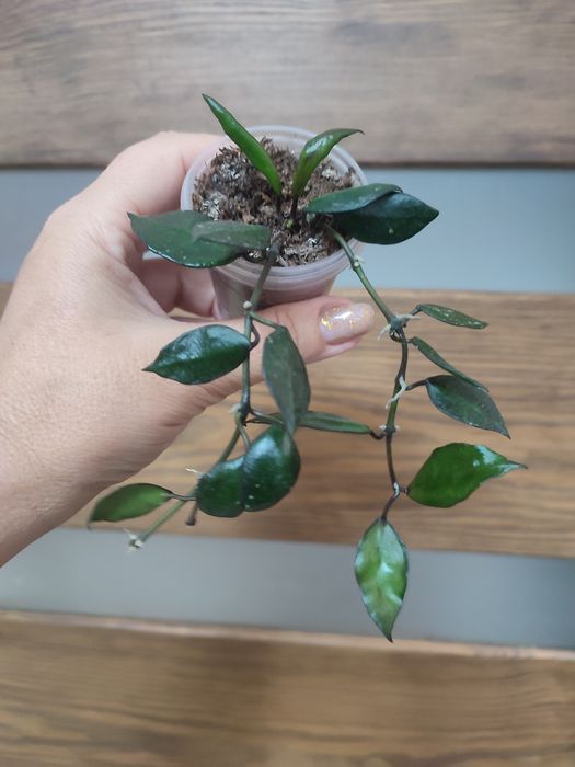 Хойї та дісхідії