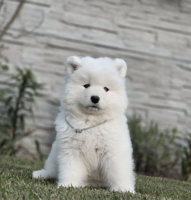 Samoyed suczka ZKwP FCI