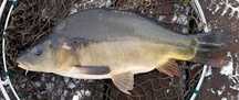 PROMO Karp 16zł/kg