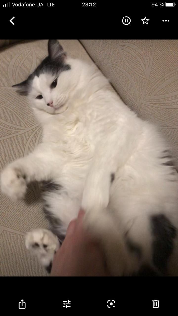 Koci uchodźcy proszą o domy tymczasowe lub stałe. Adopcja.