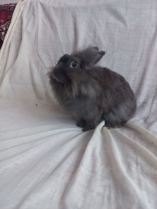 Норвезький кролик, дівчинка