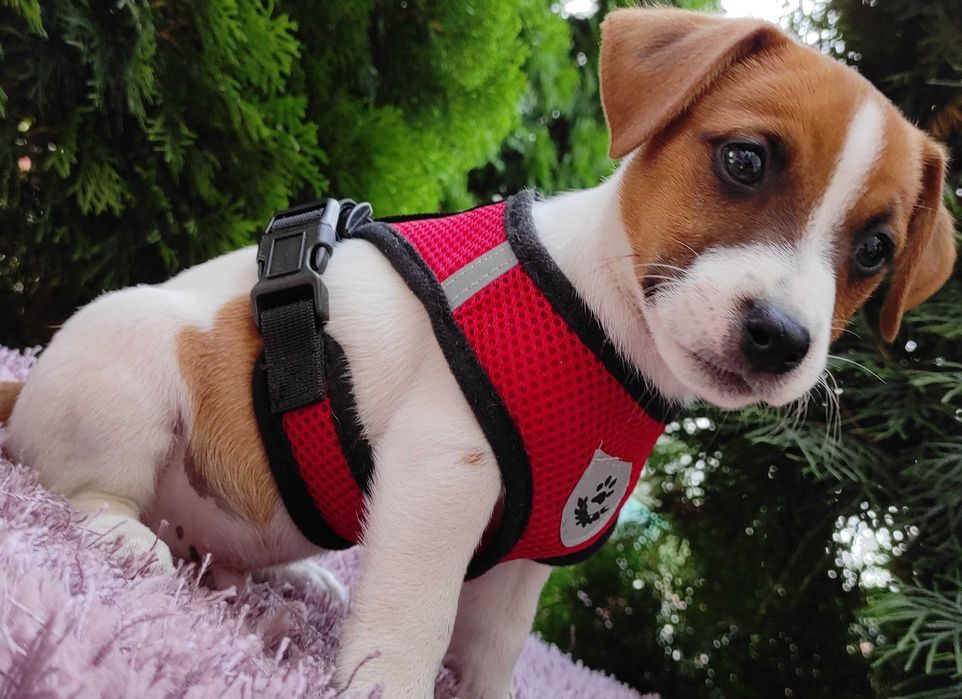 Jack Russell Terrier