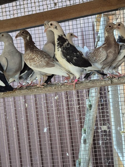 Gołebie Staropolskie