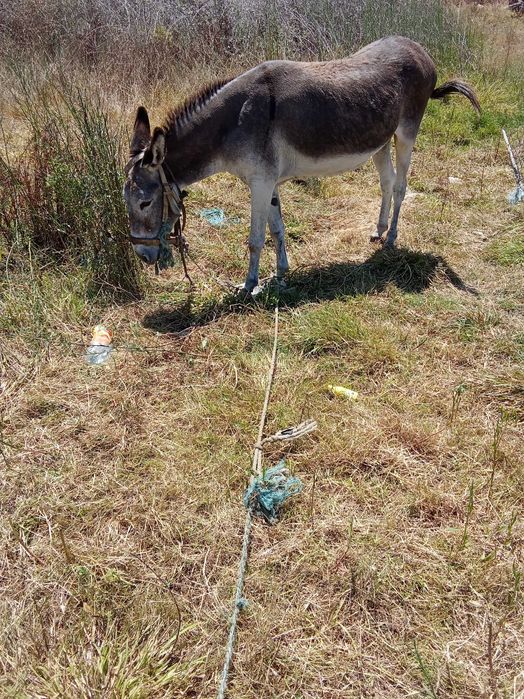 Burros bem a montados