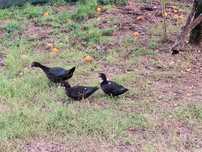 Patos mudos novos