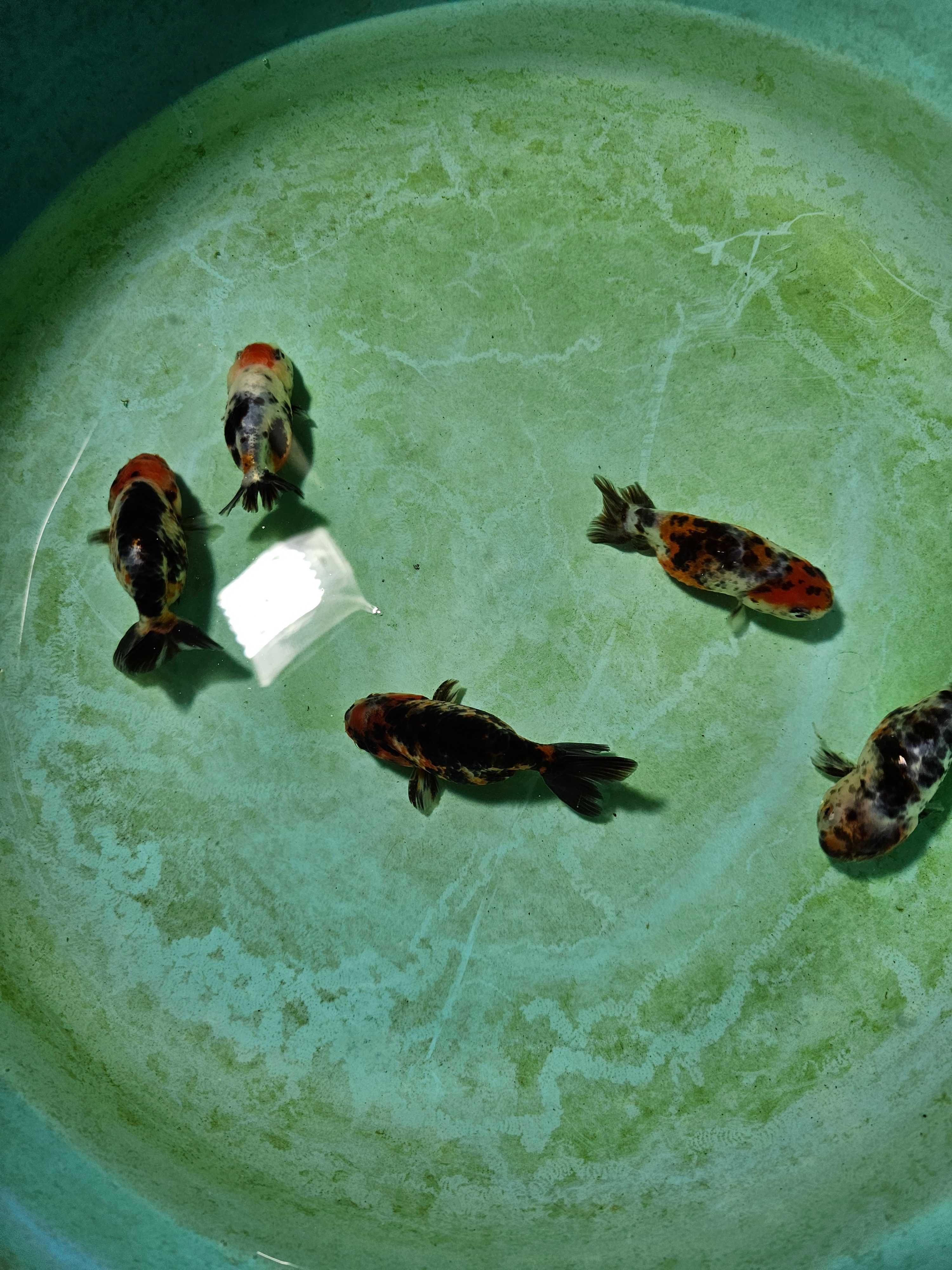 Oranda ranchu 8/9cm