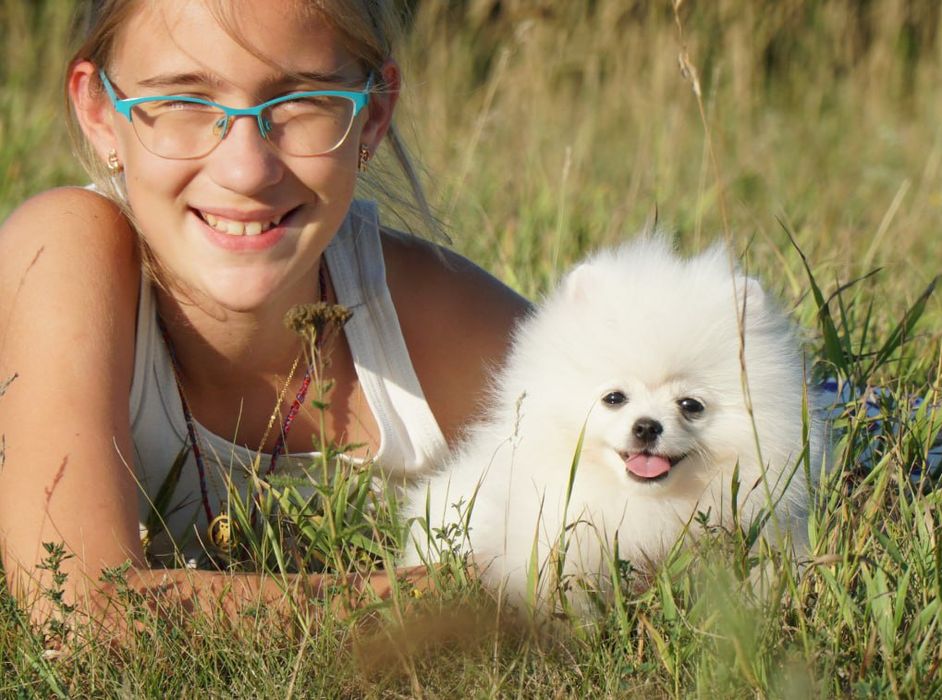 Цуценя померанського шпіца, хлопчик.  КСУ.