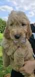 Goldendoodle f1 standard piesek