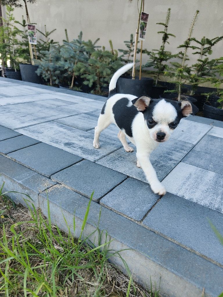 Chihuahua krótkowłosa piesek