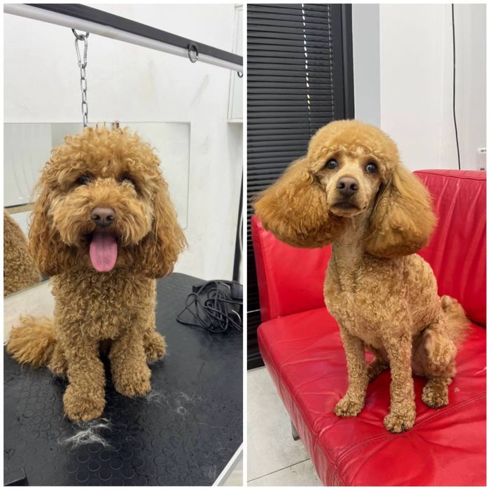 Стрижка собак мелких и средних пород