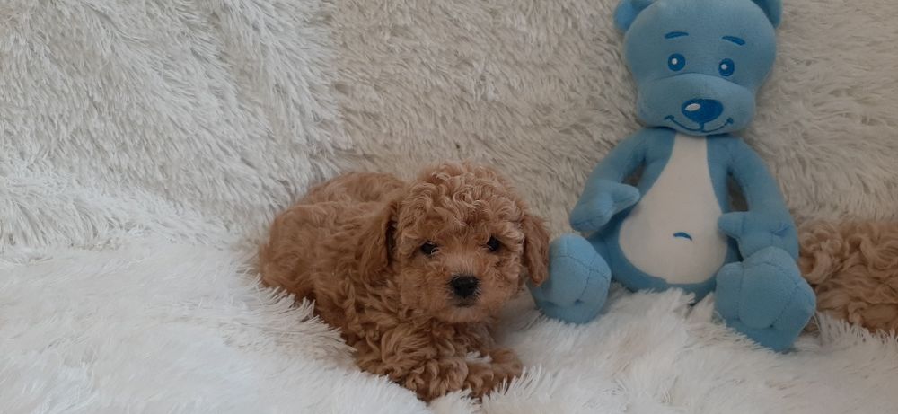 Bichpoo Maltipoo Poochon Pudelek