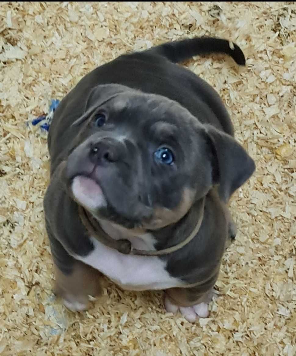 American Bully Pocket Bebe