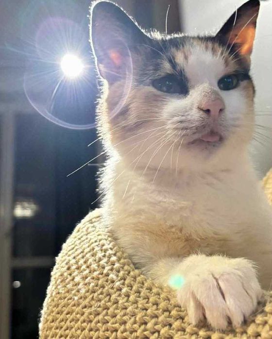 Rejmunda - mała księżniczka szuka domu