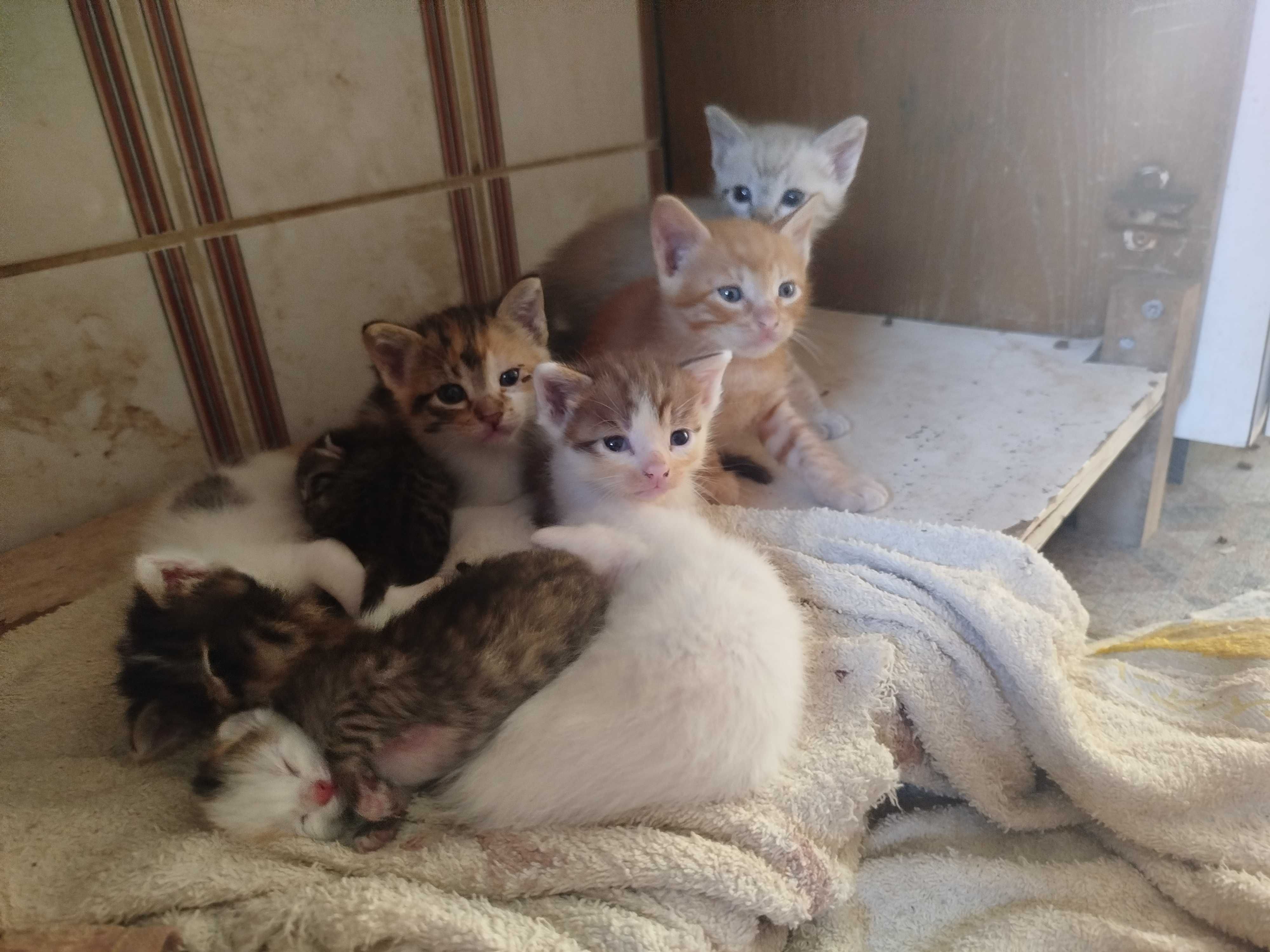 Gatinhos para adoção